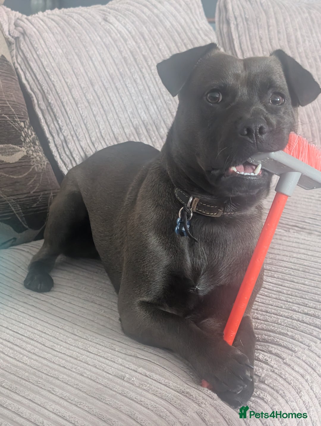 Mixed Breed dogs for sale: 10 month staffy cross with chihuahua  - Image 5