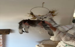 Maine Coon cats for sale: TICA registered Maine coon kittens, shaded lines - Image 4