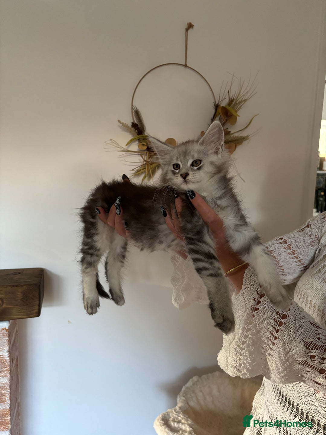 Maine Coon cats for sale: TICA registered Maine coon kittens, shaded lines - Image 4