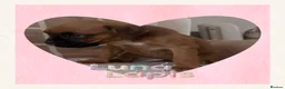 Boxer dogs for sale: 🐾 Exceptional Pedigree KC Reg. Boxer Puppies 🐾 - Advert 21