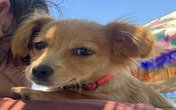 Mixed Breed dogs for adoption: Little (Tiny) Lady - Image 19