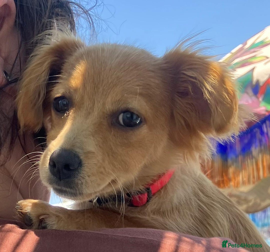Mixed Breed dogs for adoption: Little (Tiny) Lady - Image 19
