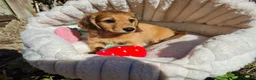 Dachshund dogs for sale: Pra clear,Last 3 beautiful LH Dachshund puppies💗 - Advert 20