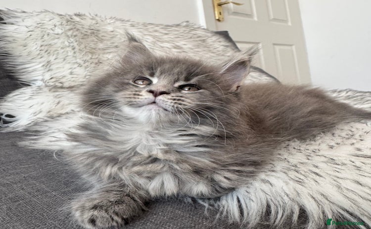 Maine Coon cats - Advert 15