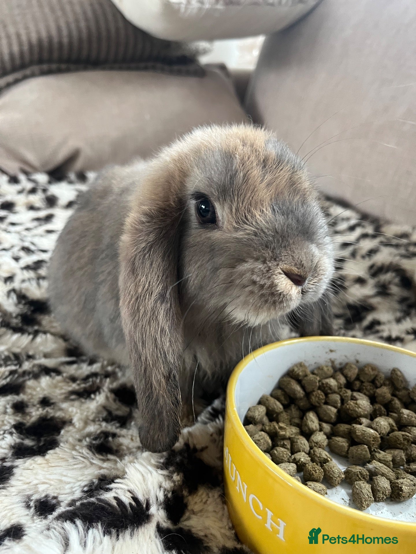 French Lop rabbits French Lops  - Advert 1