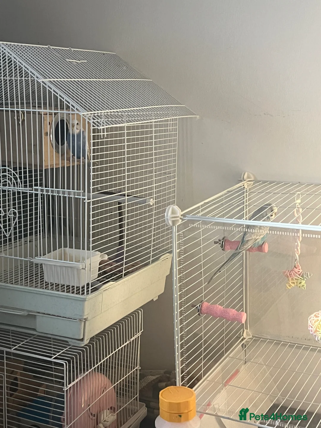 Budgerigars birds for sale: violet female budgie with free outdoor cage - Advert 2