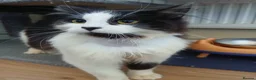 British Longhair cats for adoption: ADOPTION: Pascal in Liverpool - Advert 3