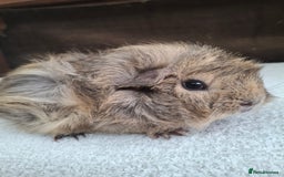 Guinea Pig rodents for sale: Baby Male Guineapigs  - Image 4