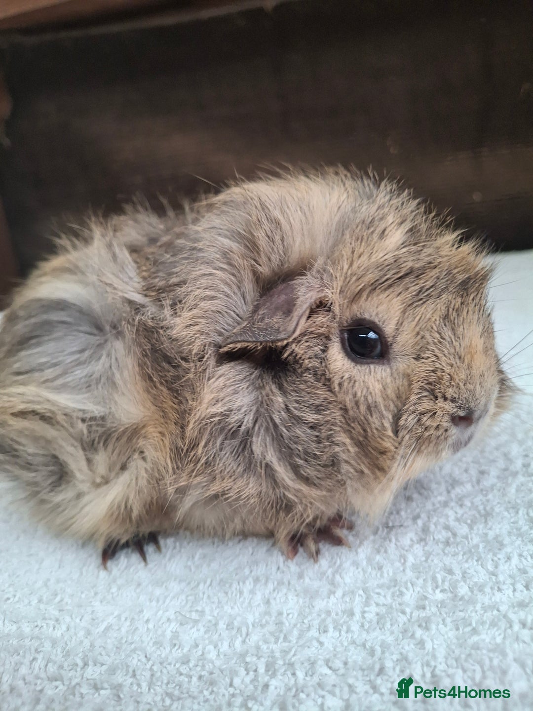 Guinea Pig rodents for sale: Baby Male Guineapigs  - Image 4