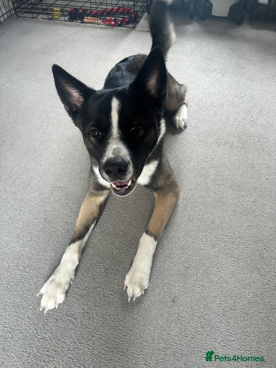 Mixed Breed dogs for sale: Milo for sale - Image 7