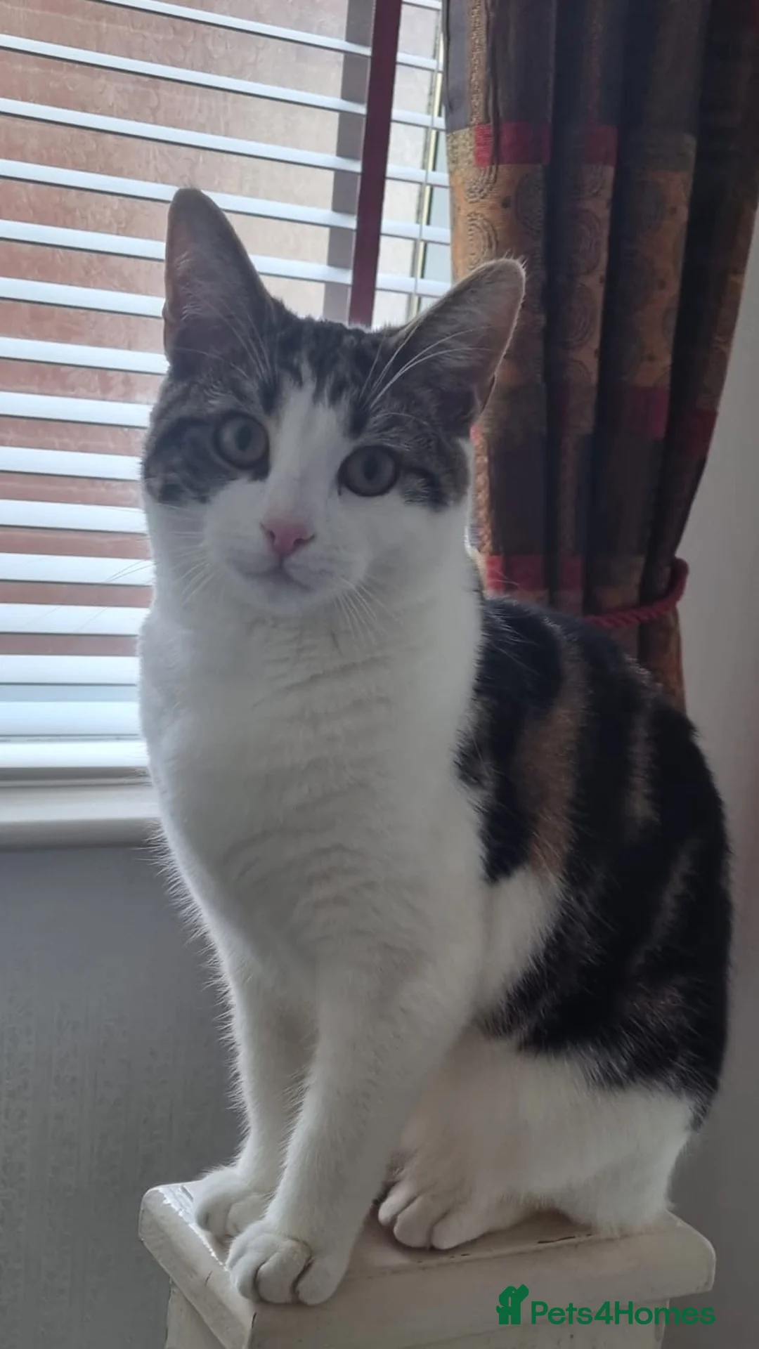 Mixed Breed cats for sale: Beautiful Maine Coon x Bengal Indoor Cat in Blackburn - Advert 4