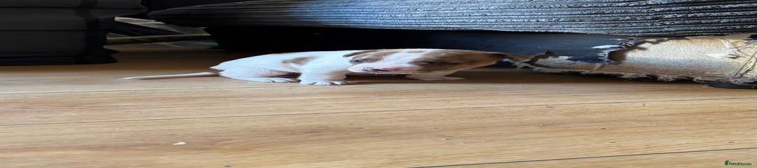 Mixed Breed Puppy 3