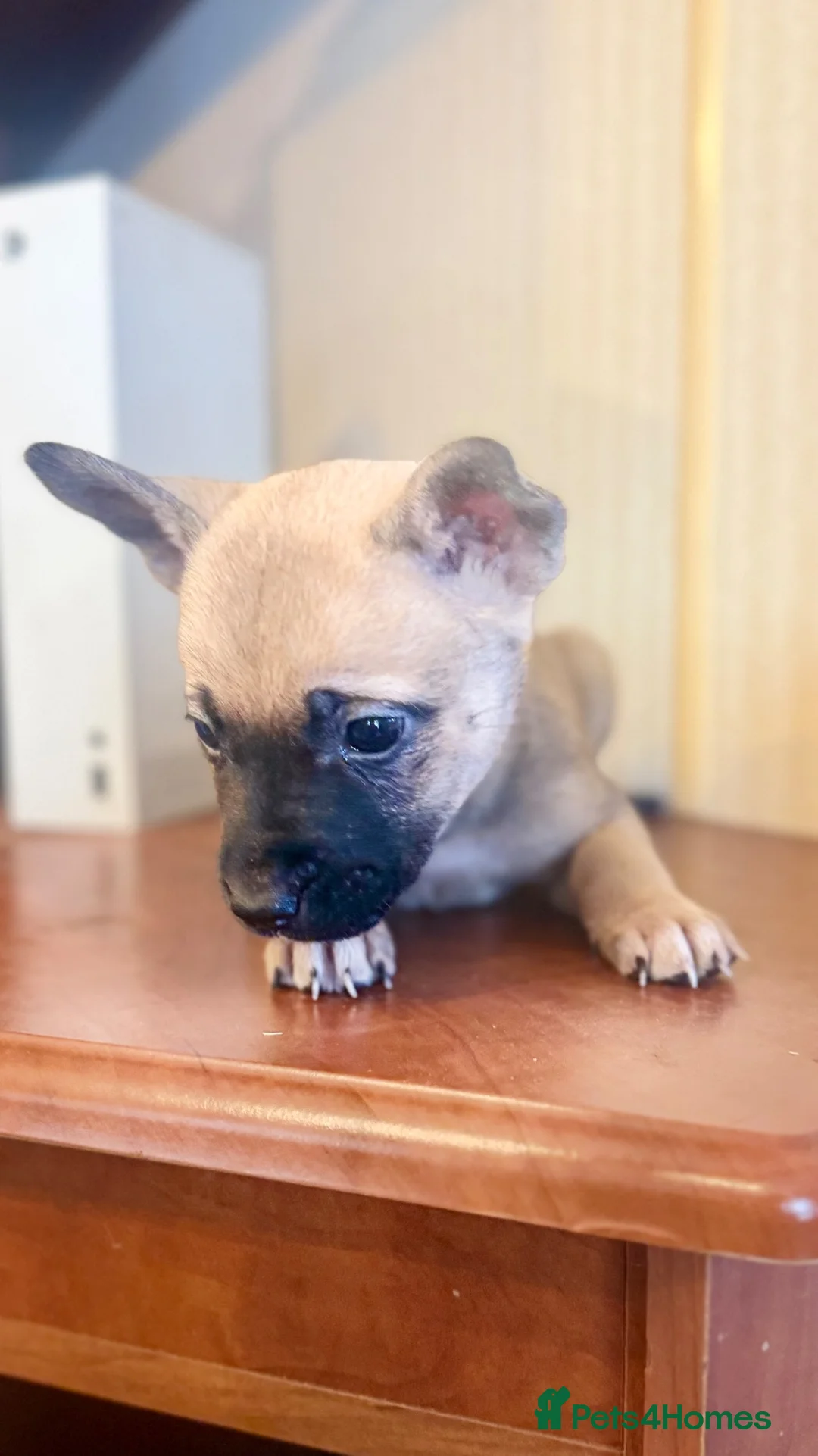 Mixed Breed dogs for sale: Puppies - Advert 2