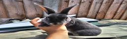Rex rabbits for sale: Baby Rex Rabbits for sale - Advert 1