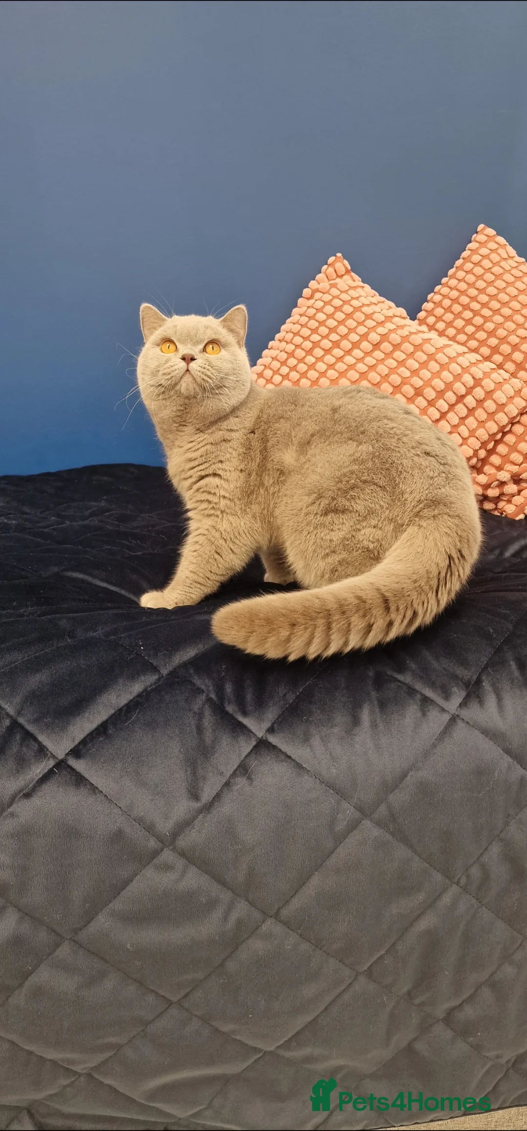 British Shorthair cats for stud: 🌟Exclusive Import ⭐World-Class Type🌟 - Advert 3