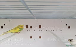 Budgerigars birds for sale: Baby budgies for sale  - Image 3