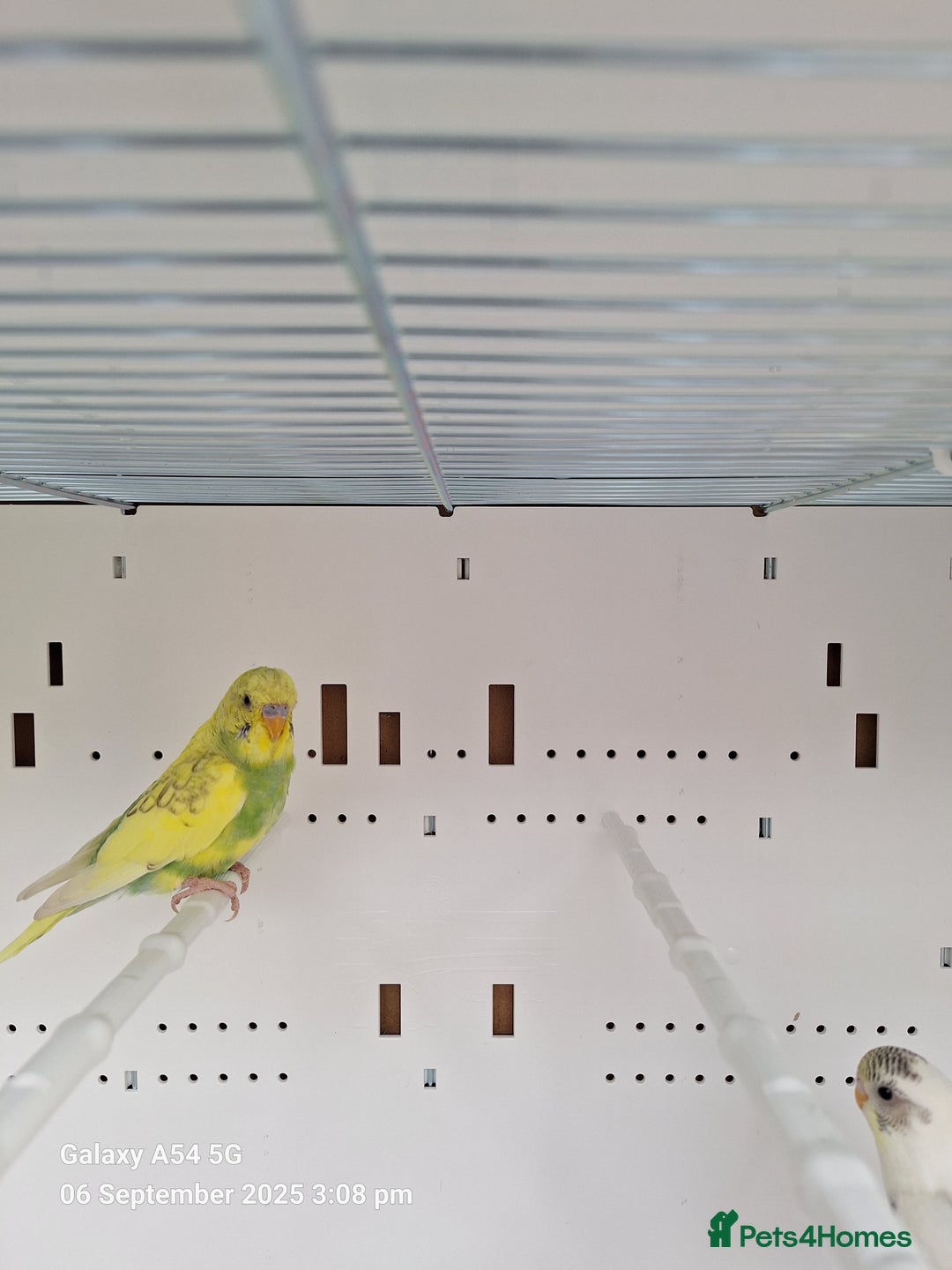 Budgerigars birds for sale: Baby budgies for sale  - Image 3