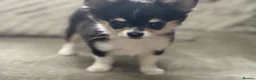Chihuahua dogs for sale: Loving boy looking for forever home  - Advert 3