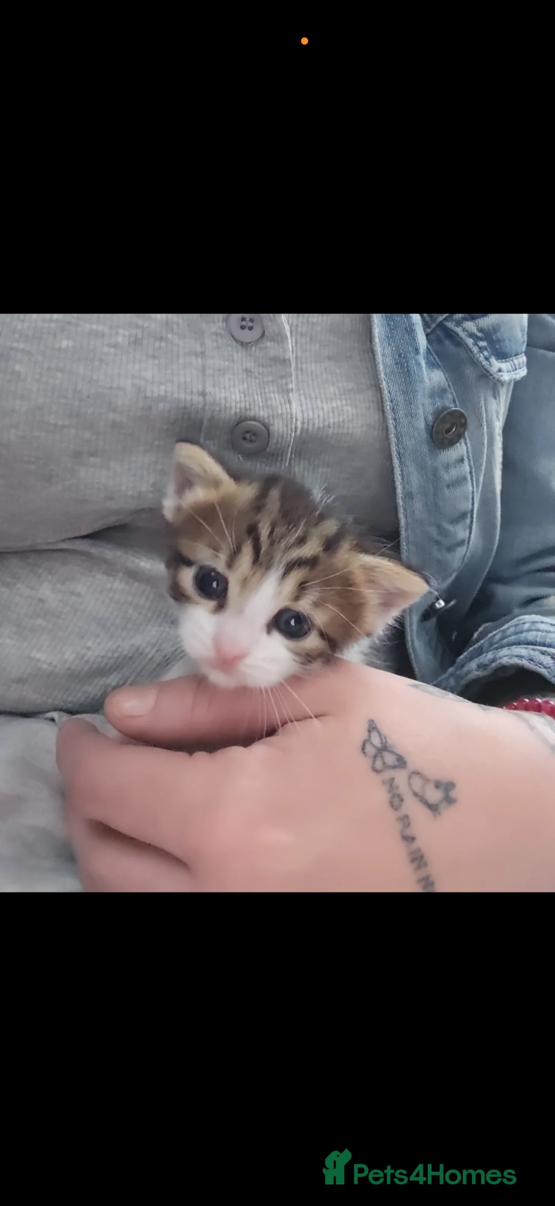Mixed Breed cats for sale: Beautiful little girl looking for her forever home - Advert 2