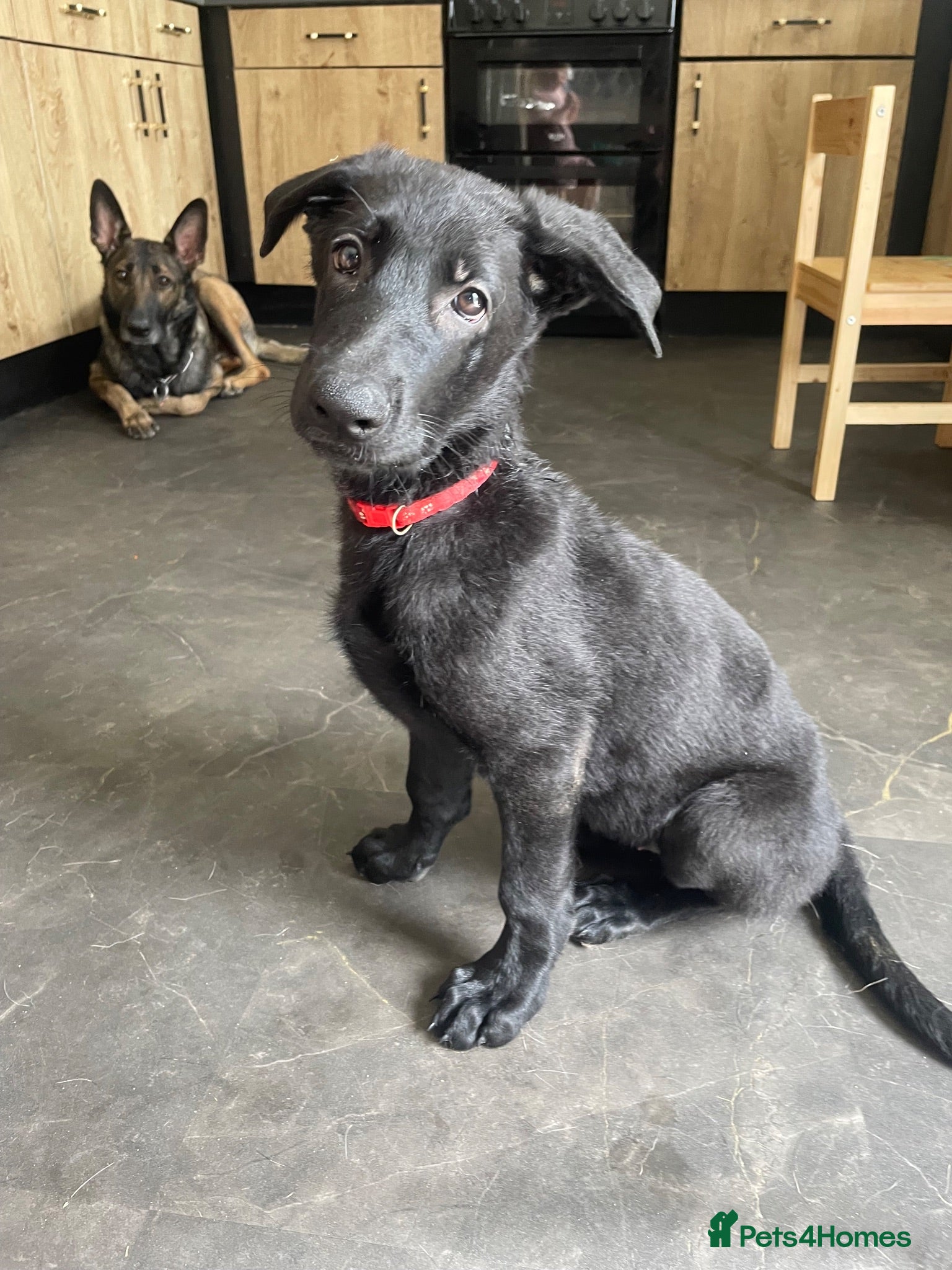 German Shepherd dogs *ONLY 1 FEMALE LEFT* German Shepard puppy  - Advert 17