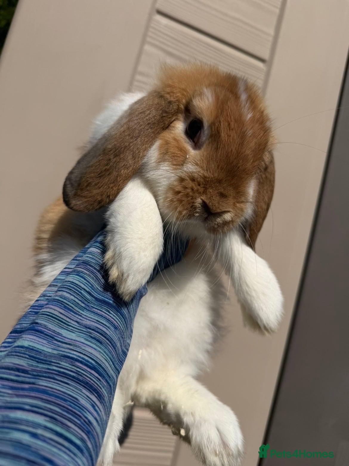 Mini Lop rabbits 🐰 Mini Lop Buck | For Sale   - Advert 9