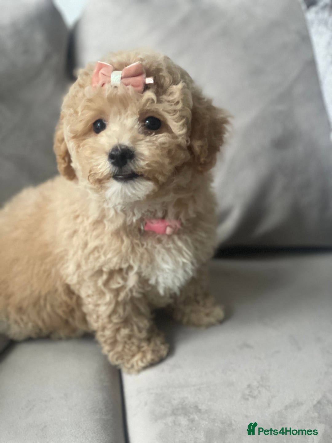 Poochon dogs for sale: Stunning litter - Image 17