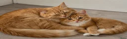 Mixed Breed cats for sale: Beautiful Ginger Longhair Male Cat in Dartford - Advert 3