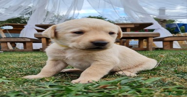 Labrador Retriever dogs - Advert 12