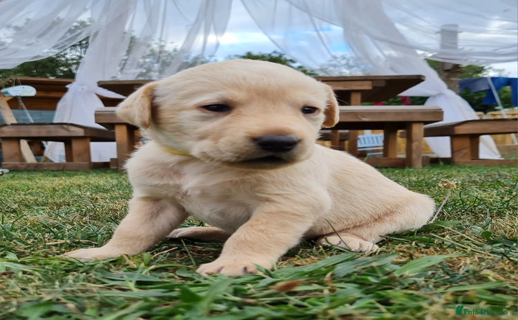 Labrador Retriever dogs - Advert 5