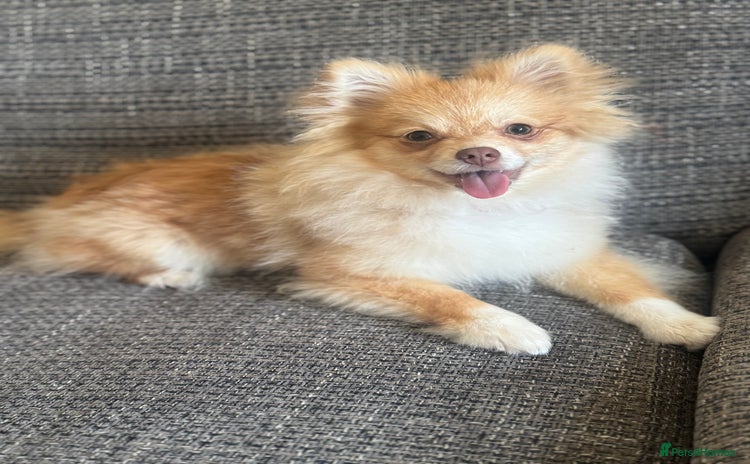 Pomeranian dogs - Advert 2