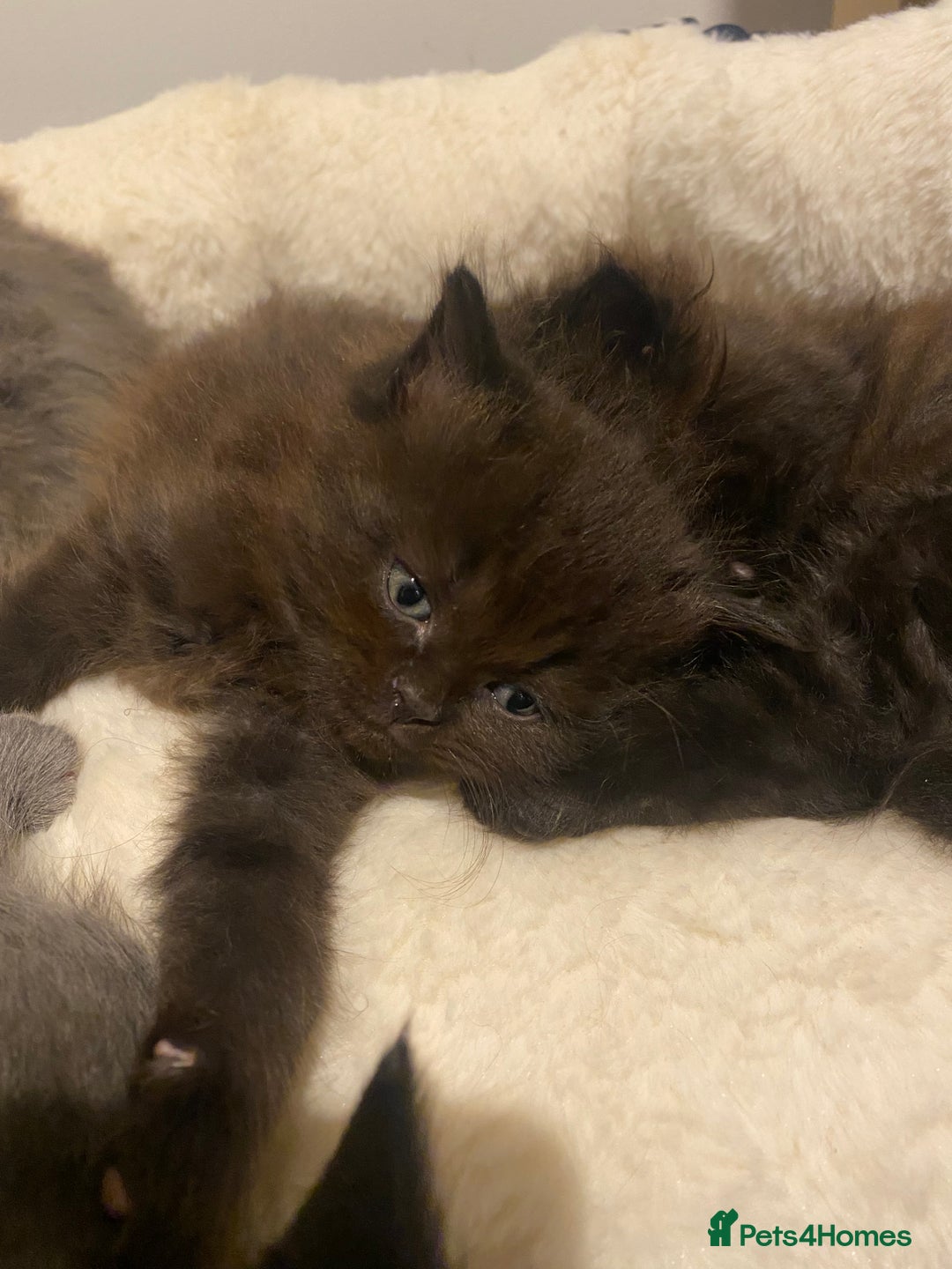 British Longhair cats for sale: British longhair kittens with Persian lineage - Image 11