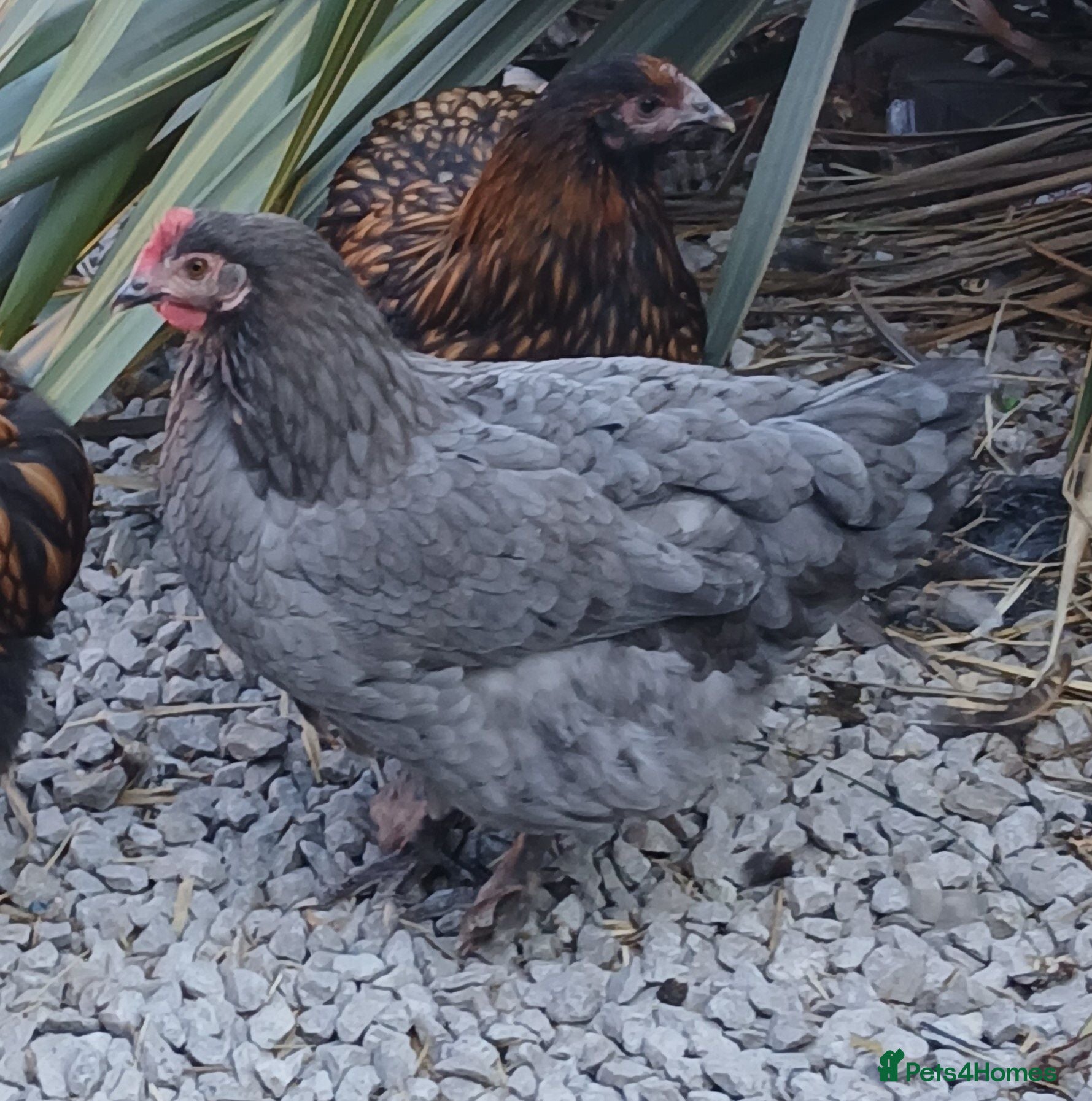 Chickens poultry Pure breed and mixed breed pullets - Advert 1