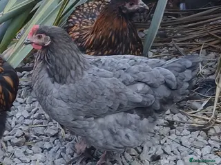 Chickens poultry Pure breed and mixed breed pullets - Advert 1