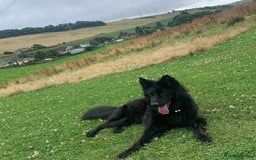 German Shepherd dogs for sale: German shepherd puppies  - Image 12