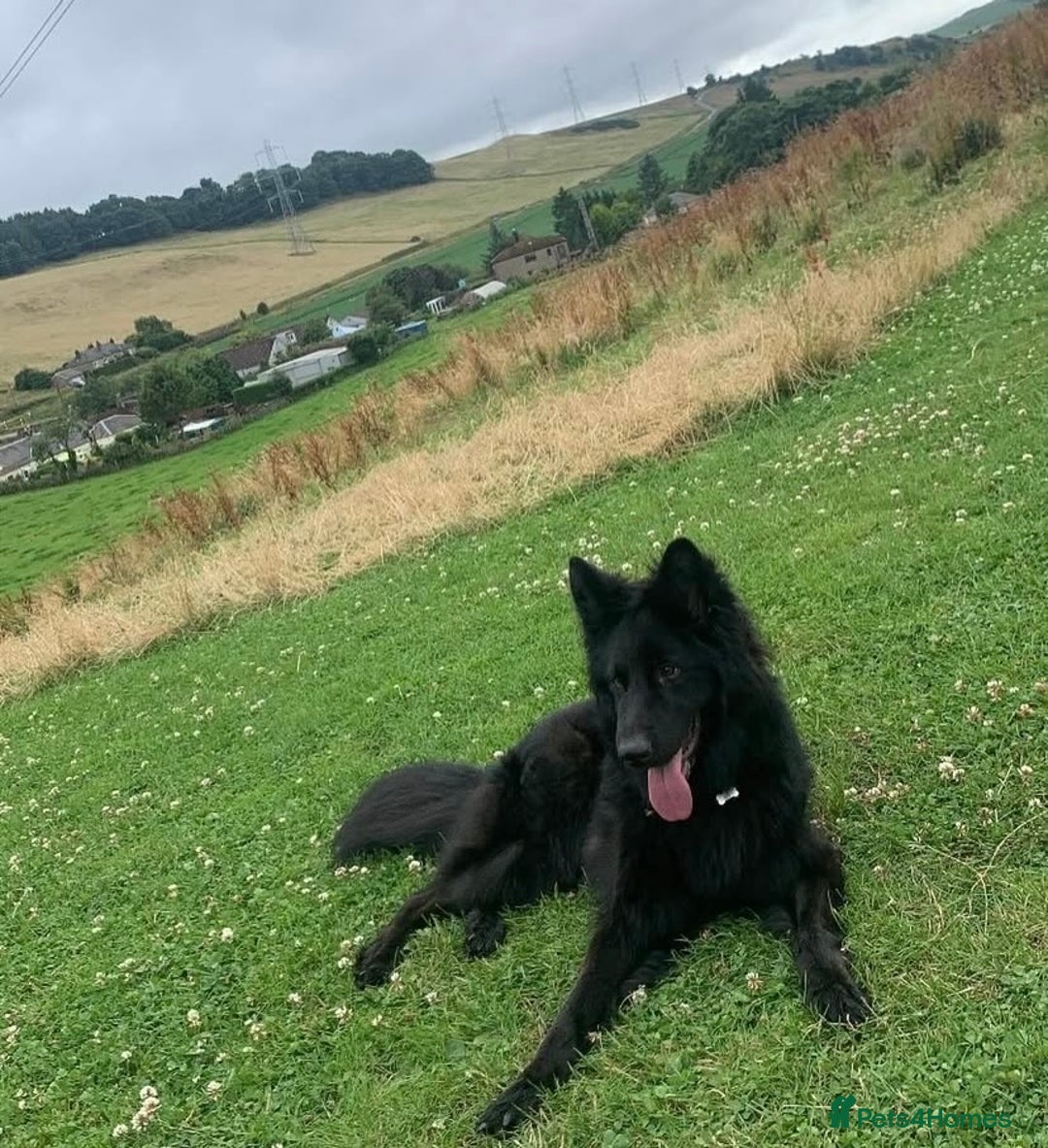 German Shepherd dogs for sale: German shepherd puppies  - Image 12