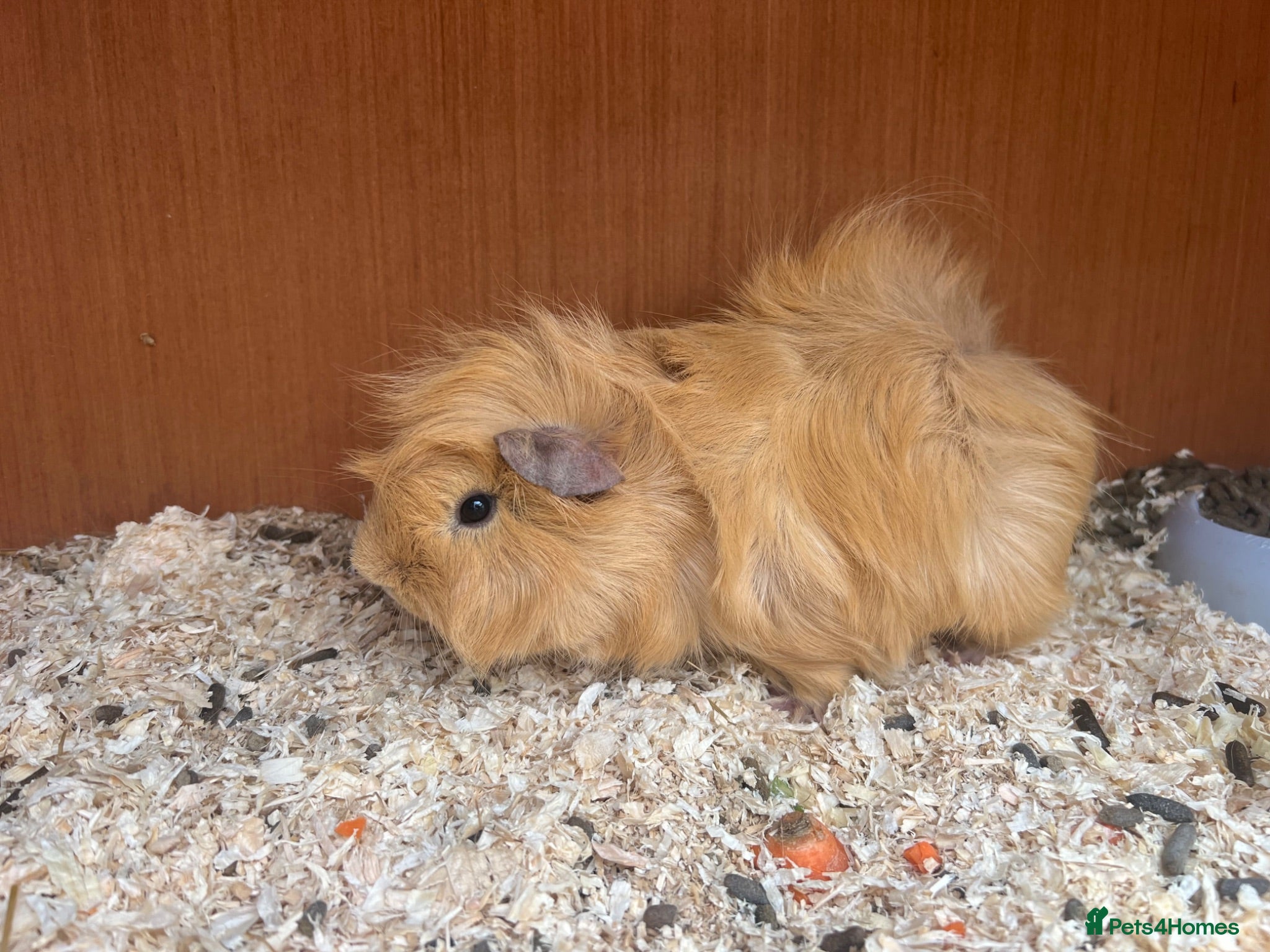 Guinea Pig rodents Guinea pig for sale  - Advert 8