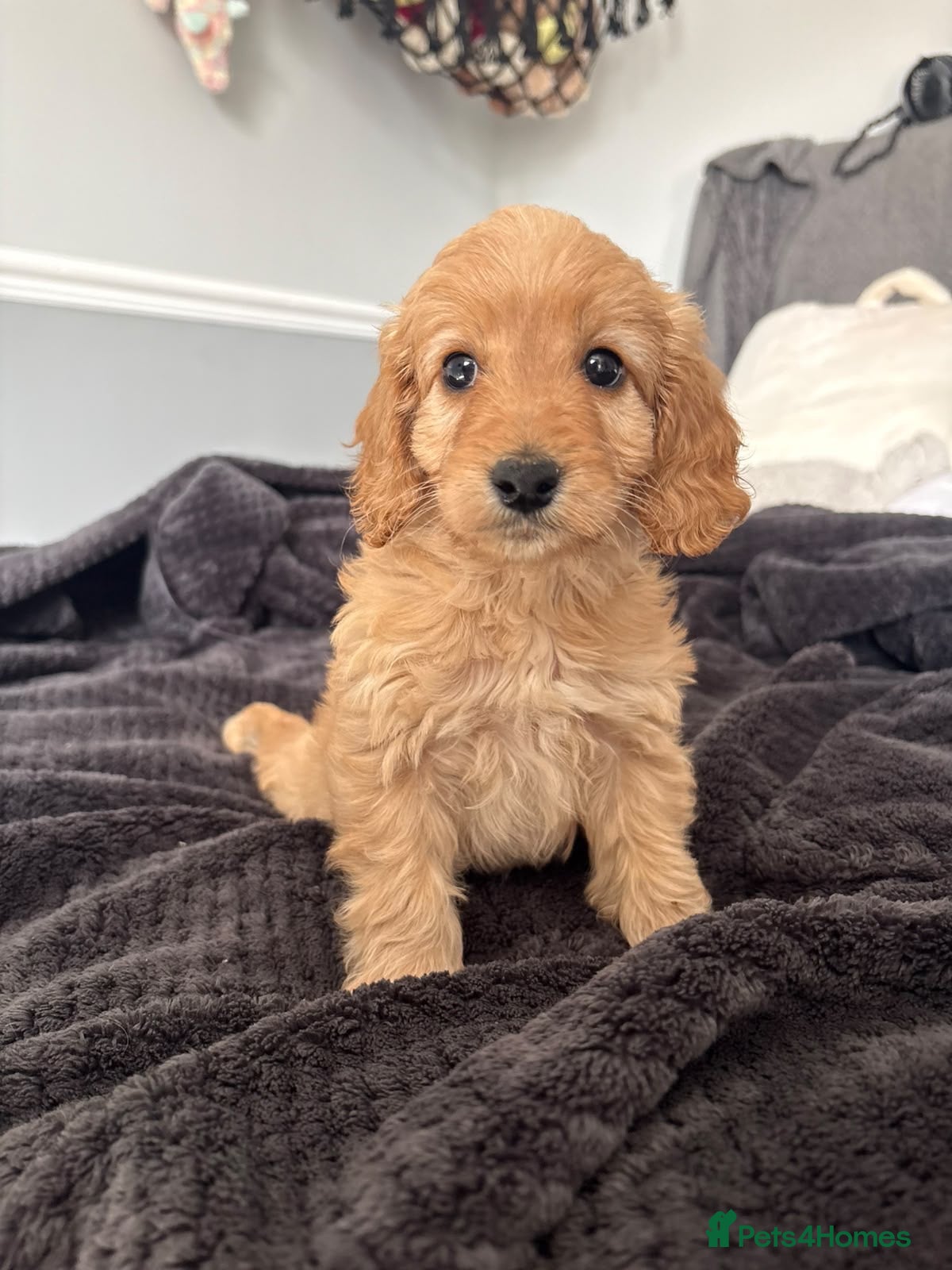 Mixed Breed dogs 2 lovely boys left Cavapoo - Advert 8