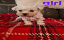 Miniature Schnauzer dogs for sale: Beautiful pure Breed miniature schnauzers - Image 4