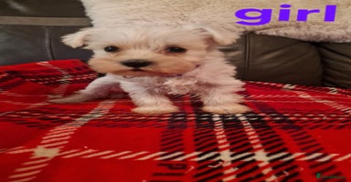 Miniature Schnauzer dogs - Advert 10