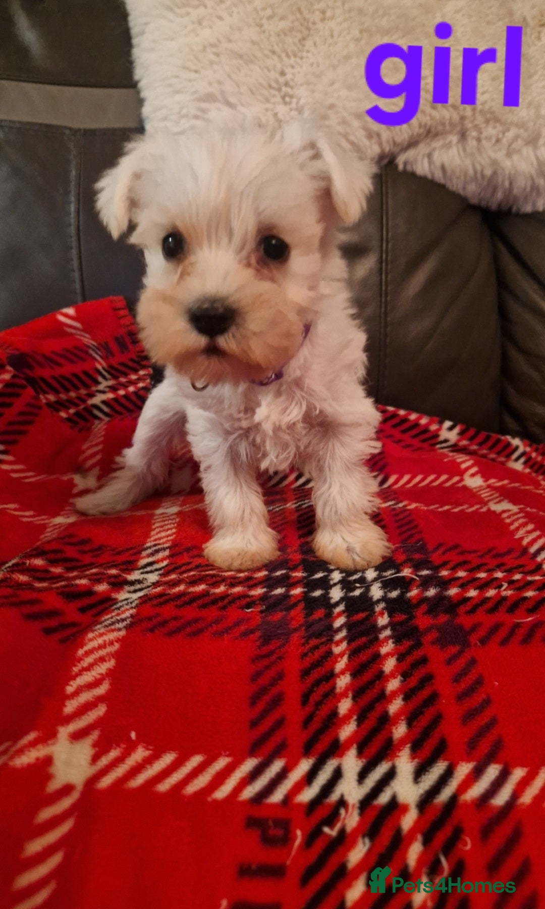 Miniature Schnauzer dogs for sale: Beautiful pure Breed miniature schnauzers - Image 4