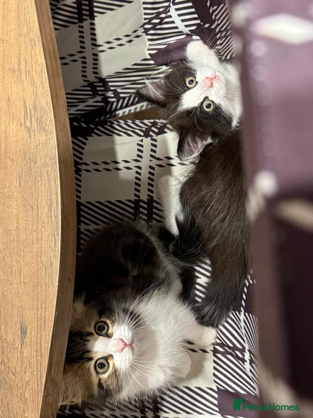 Mixed Breed cats for sale: ❤️Adorable fluffy kittens are available ❤️ - Advert 12