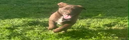 Mixed Breed dogs for sale: Chunky Chocolate Labrador Cross Sheepdog pups in Lampeter - Advert 11