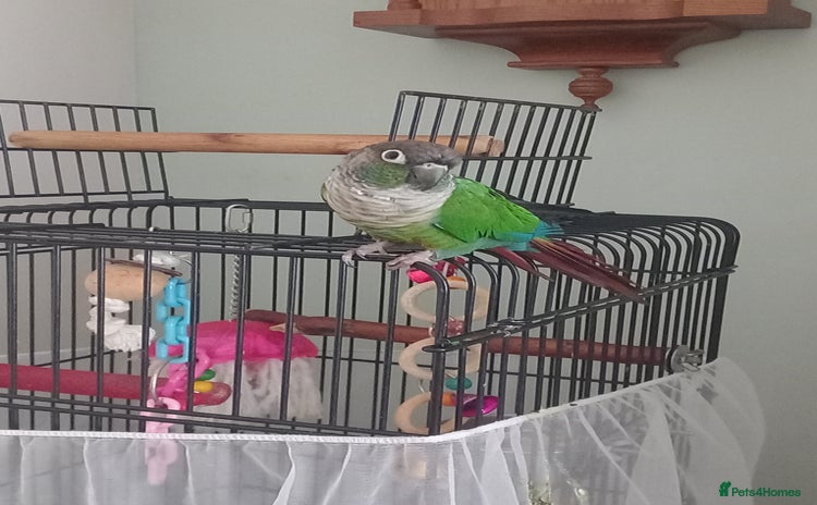 Conures birds - Advert 11