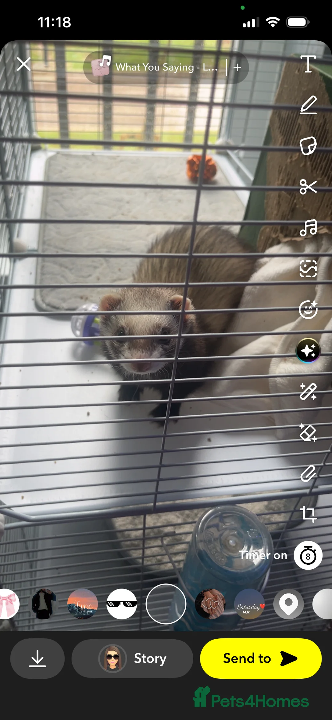 Ferret rodents for sale: Trixie - Advert 6