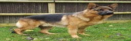 German Shepherd dogs for stud: ZION FULLY HEALTH TESTED STUD in Wisbech - Advert 3