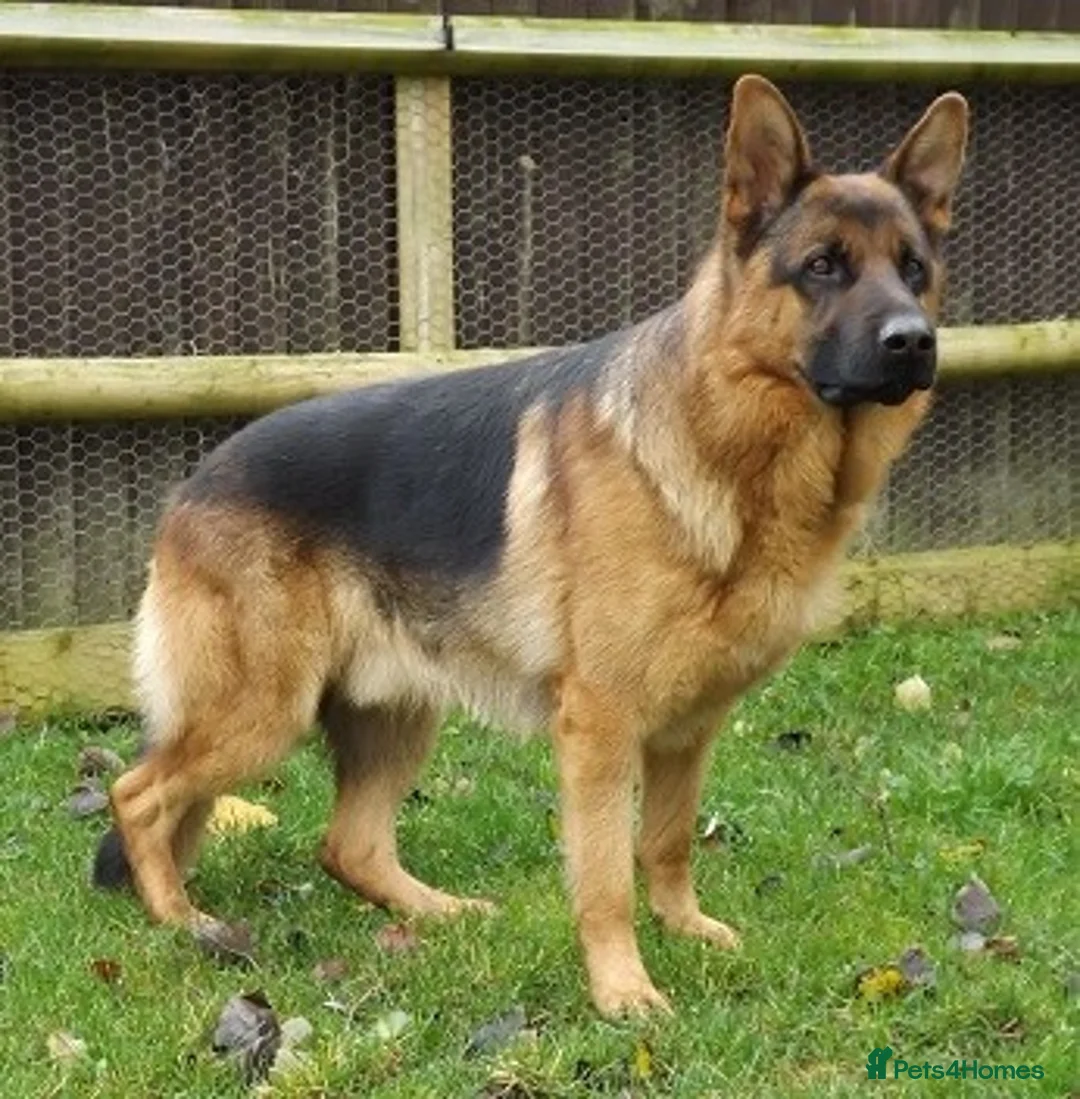 German Shepherd dogs for stud: ZION FULLY HEALTH TESTED STUD in Wisbech - Advert 3