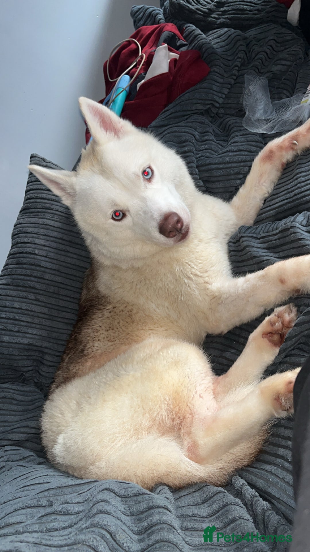 Siberian Husky dogs for sale: Husky for sale  - Advert 1