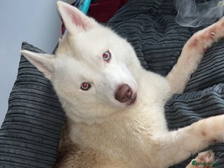 Siberian Husky dogs Husky for sale - Advert 1