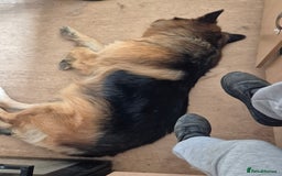 German Shepherd dogs for sale: German shepherd  - Advert 1