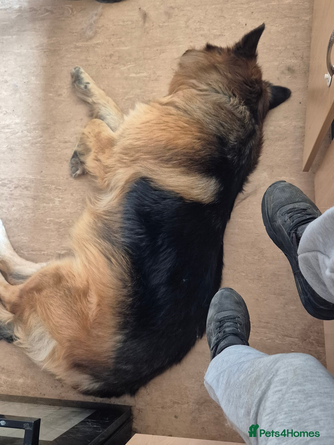 German Shepherd dogs for sale: German shepherd  - Advert 1